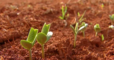 Soja termina semana com quase 2% de queda em Chicago e plantio em MT alcançando mais de 25% da área